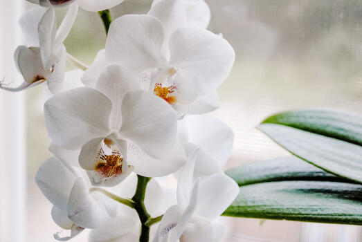 Správný postup na pěstování orchidejí