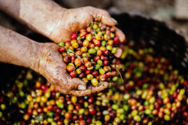 Brewed to Perfection: Fascinating Facts About Coffee