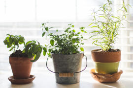 Τα Βότανα που Θα πρέπει να Καλλιεργήσετε στο Σπίτι σας