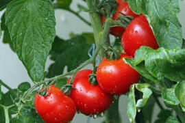 Jak pěstovat rajčata, aby byla krásná a šťavnatá