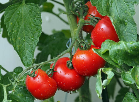 Jak pěstovat rajčata, aby byla krásná a šťavnatá